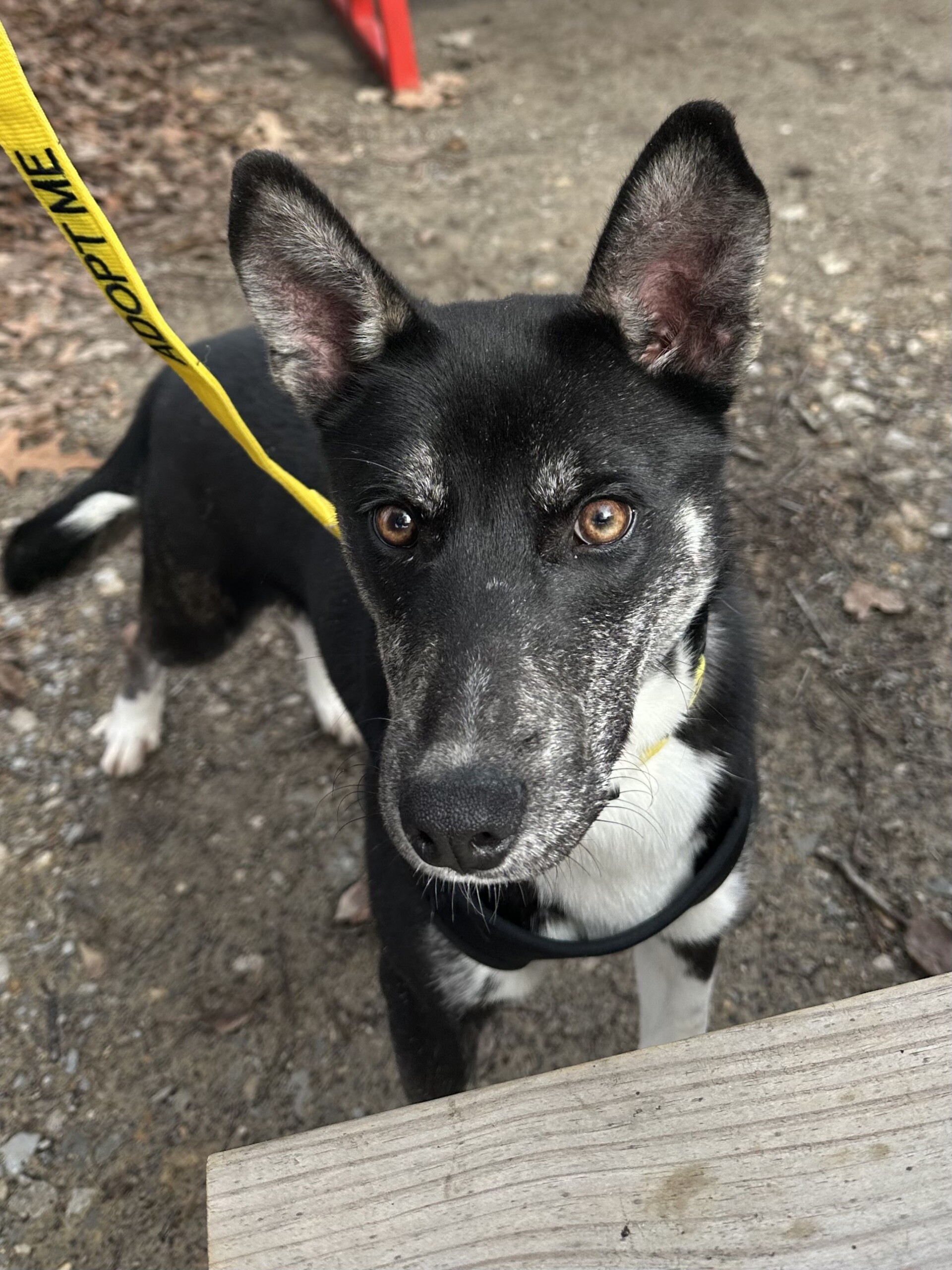 Pet of the Week: Jessie