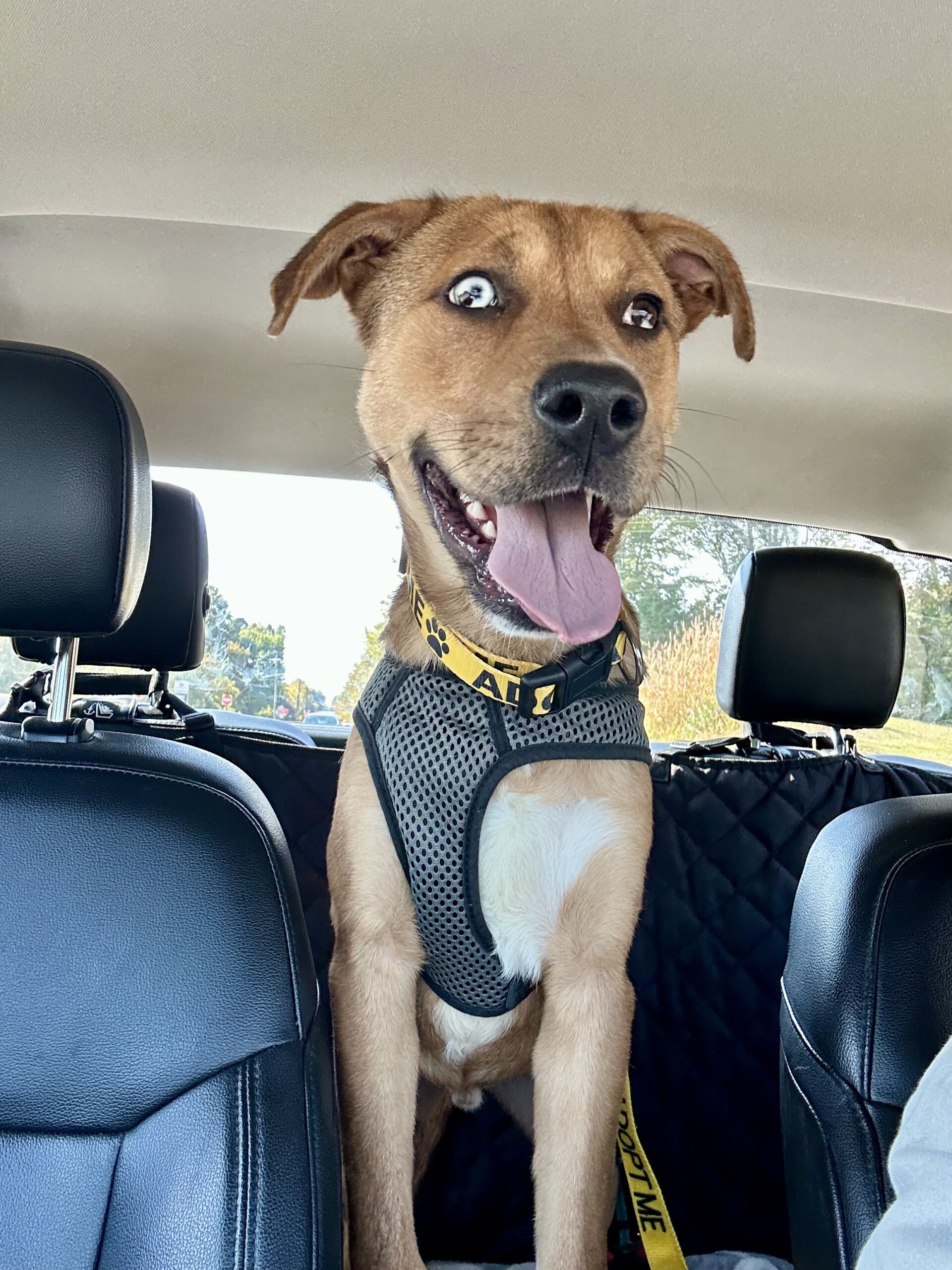 Pet of the Week: Major Tom