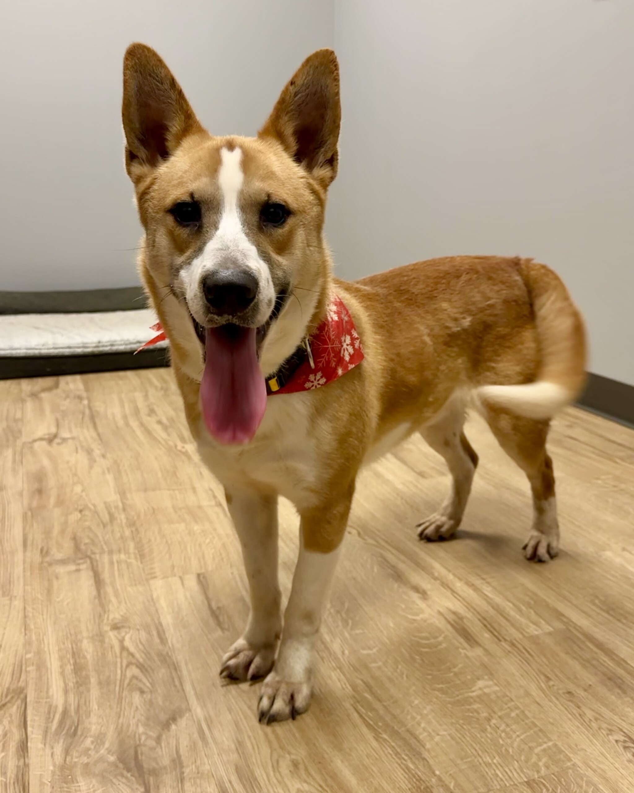 Pet of the Week: Cowboy