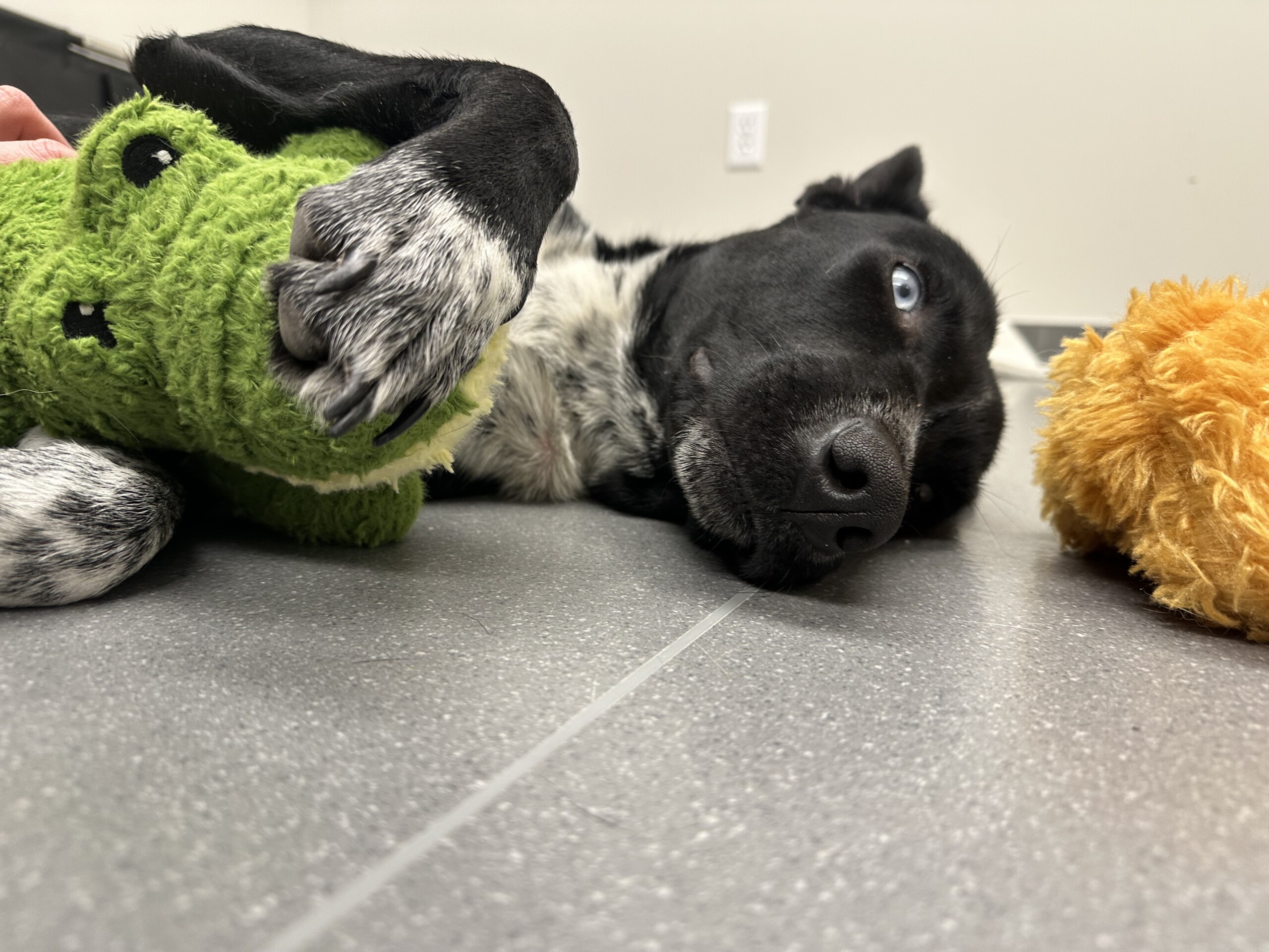 Pet of the Week: Chelsea